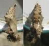 Nymphalis polychloros